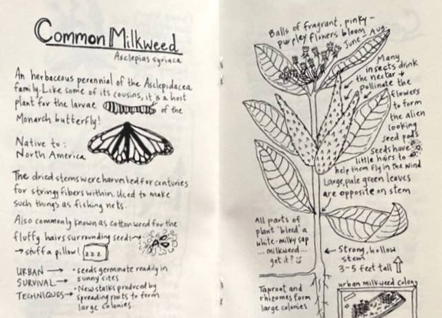 Microcosm Publishing & Distribution - Urban Field Guide to the Plants in Your Path (Zine)