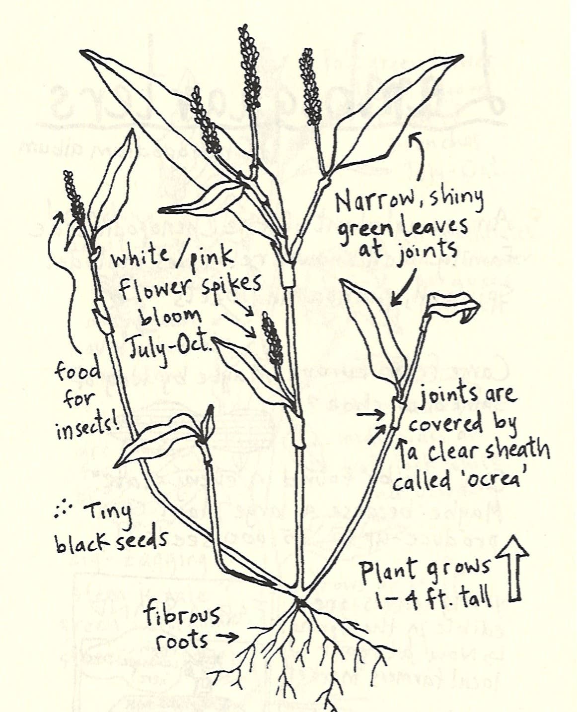 Microcosm Publishing & Distribution - Urban Field Guide to the Plants in Your Path (Zine)