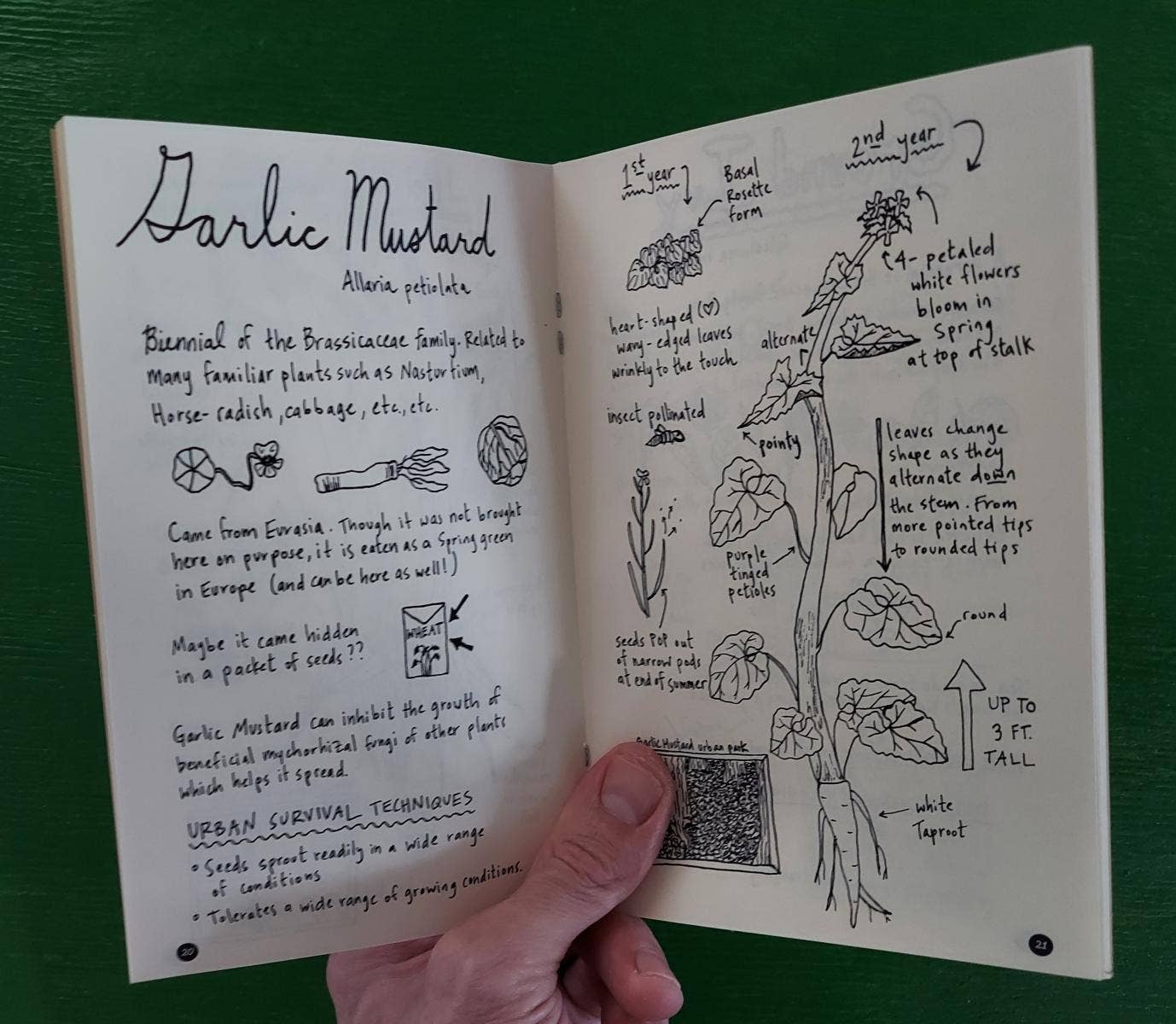 Microcosm Publishing & Distribution - Urban Field Guide to the Herbs in Your Path (Zine)